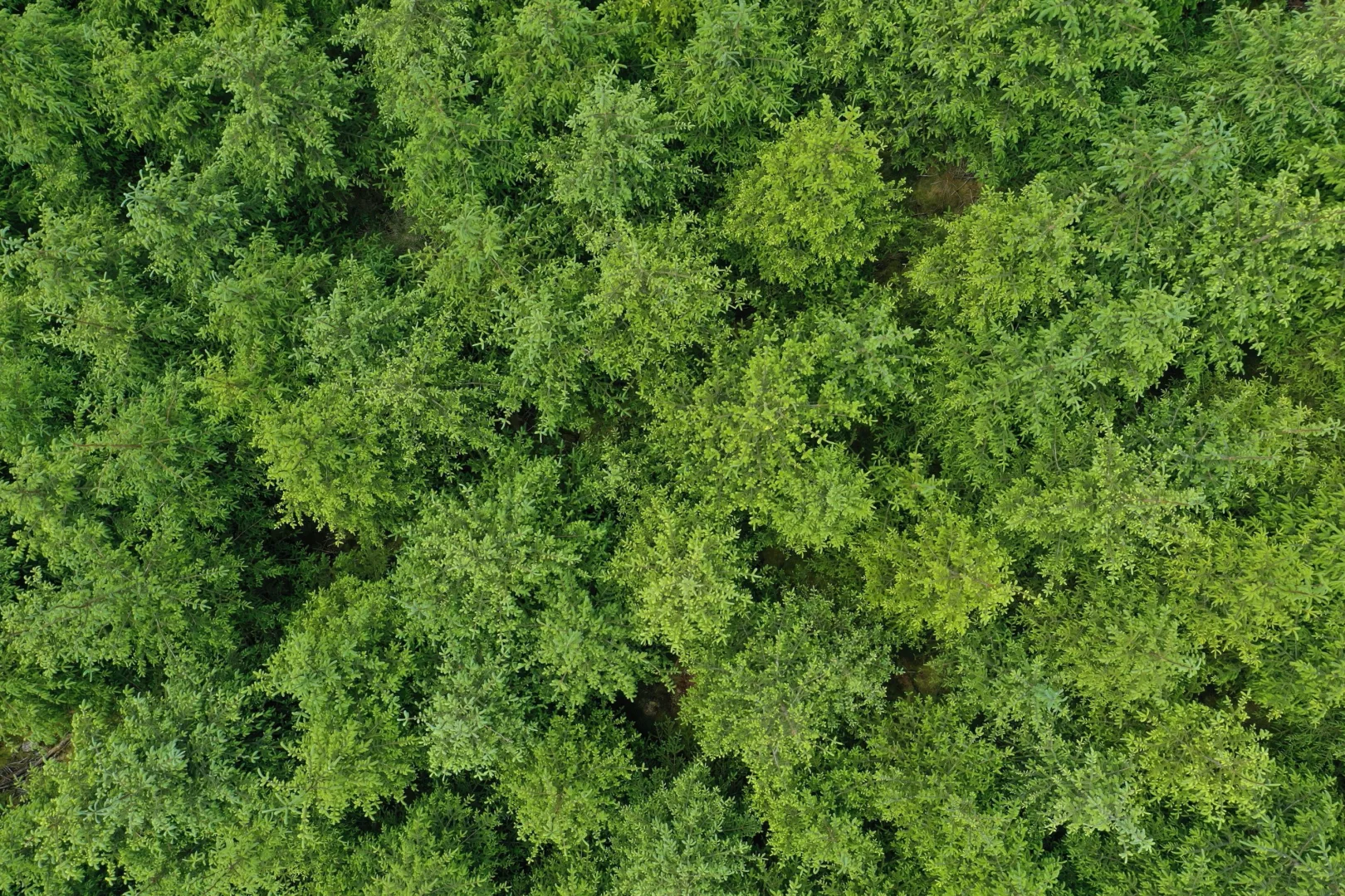 Forest birds eye view