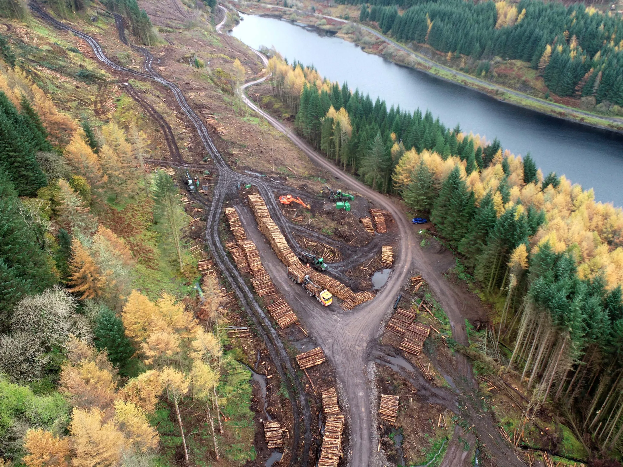 Landscape image of forestry