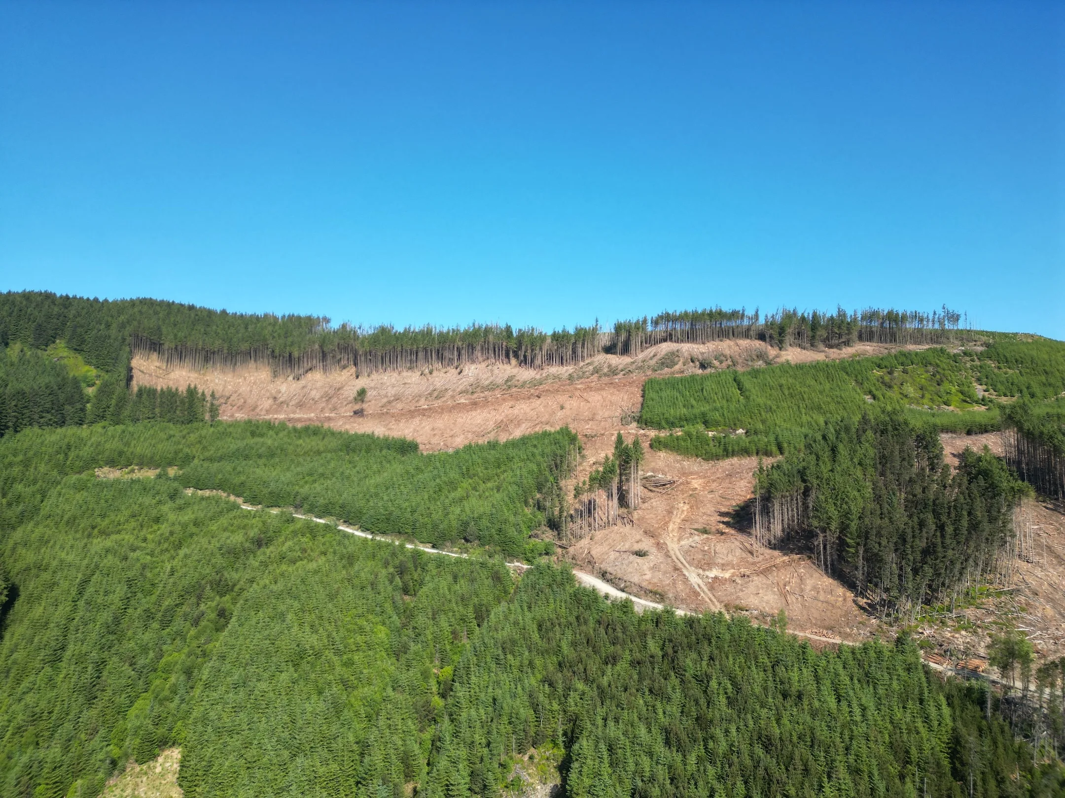 Landscape image of forestry